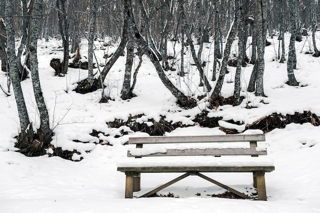 een bankje met sneeuw erop in een winterbos