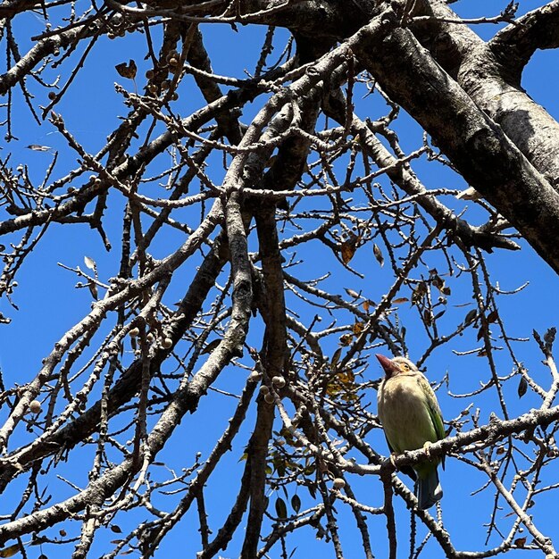 Een barbet zit op een boomtak in de zon