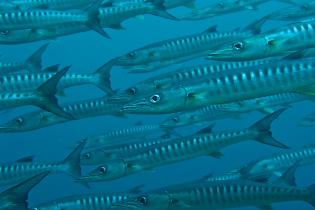 Een barracuda school vissen close-up in de diepblauwe zee