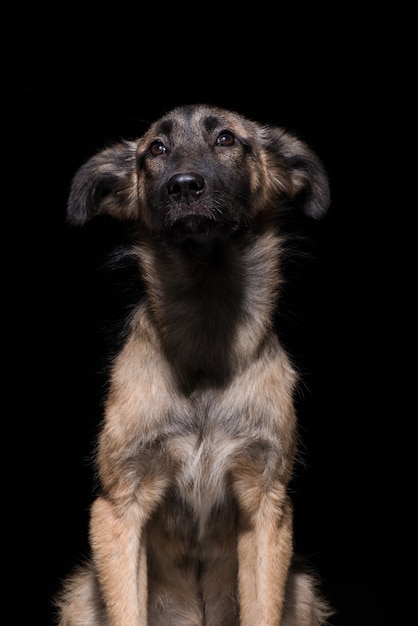 Een bastaard hond op een zwarte achtergrond. studio opname