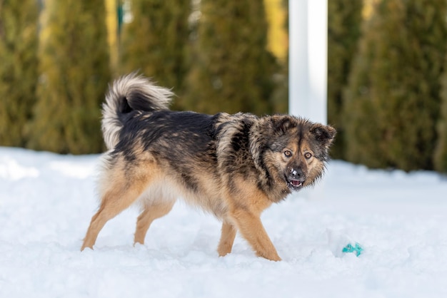 Een bastaard met een grote pluizige staart staat in de sneeuw bij de bal en kijkt naar de camera