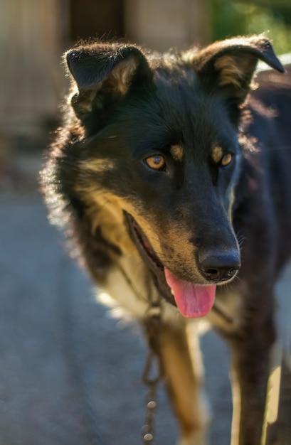 Een bastaardhond met een vooruitstekende tong aan een ketting bij zonnig weer.