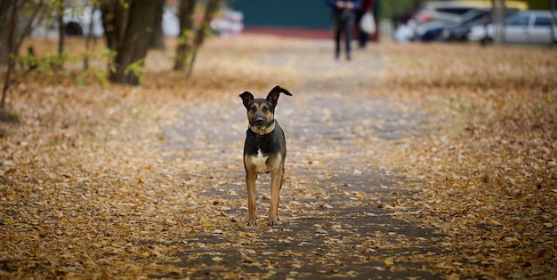 Een bastaardhond staat midden in een steegje in een herfstpark