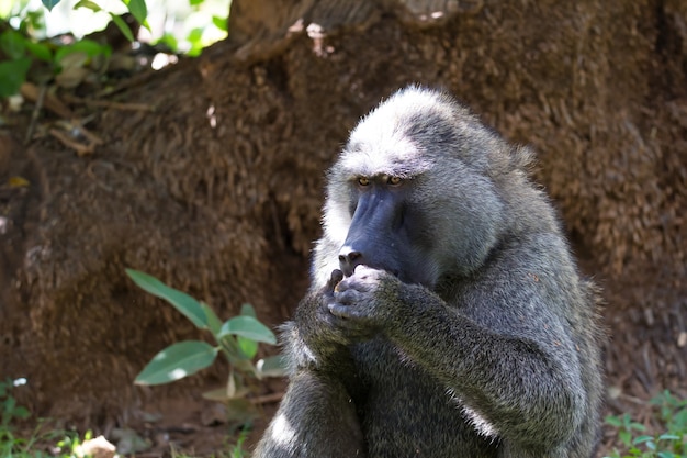 Een baviaan heeft een vrucht gevonden en knabbelt eraan