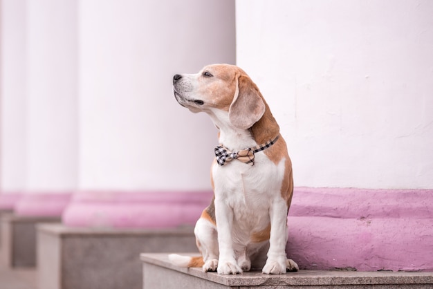 Een beagle hond in een vlinderdas zit in de buurt van het theater