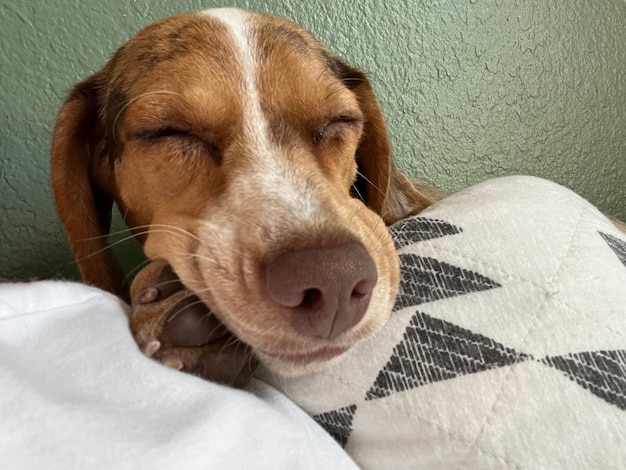 Een beagle hond slaapt op een kussen met zijn hoofd op een kussen.