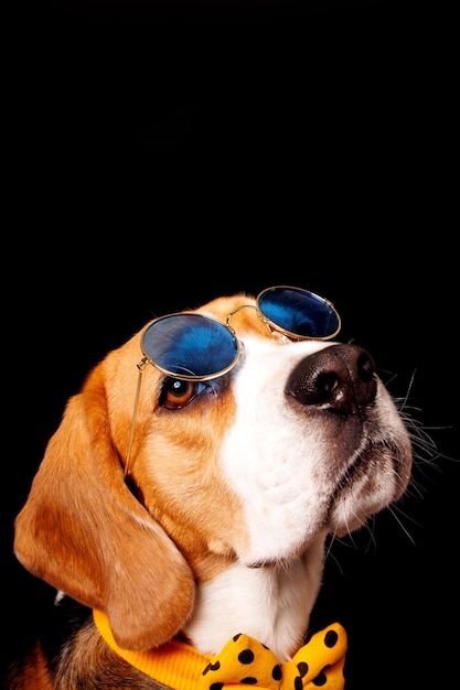 Een beagle met een zonnebril en een zonnebril.