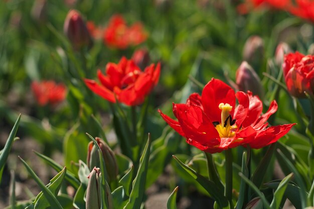 Een bed van heldere lentebloemen in het park