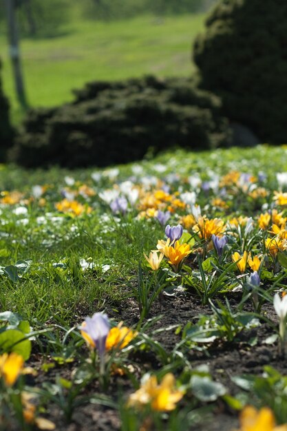 Een bed van heldere lentebloemen in het park