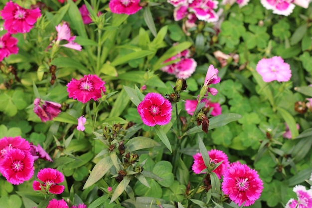 Een bed van roze bloemen met groene bladeren