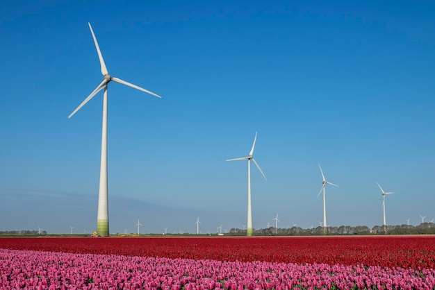 Een bed van roze Hollandse tulpen. In de bachground Windmolens voor de productie van duurzame energie.