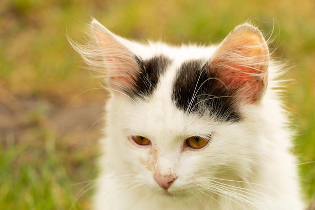 Een bedachtzame jonge kat wit en een kleintje zwart