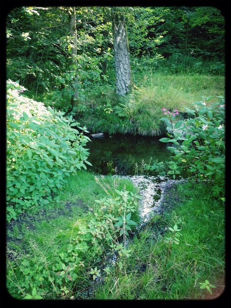 Foto een beek in het bos.