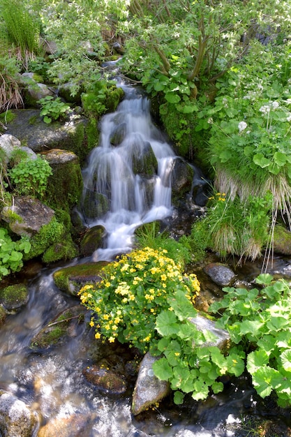 Een beek met een kleine waterval op de achtergrond