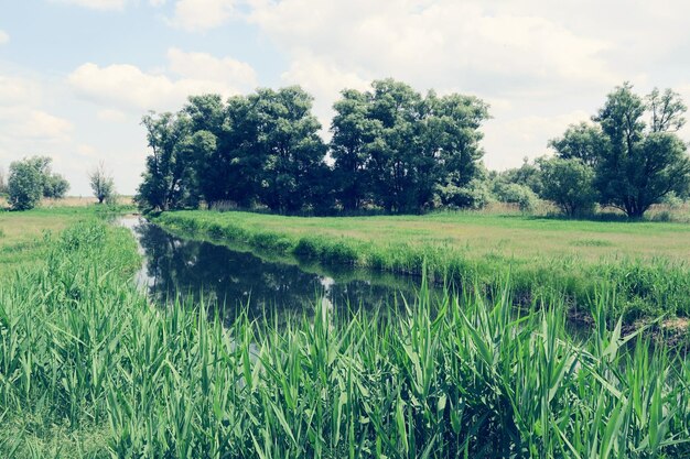 Een beek midden in het grasveld.