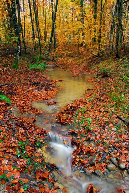 Een beekje stroomt door een beukenbos in herfstkleuren