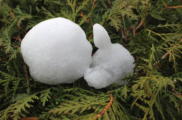 Een beeldje van een kind gemaakt van sneeuw ligt op de weelderige takken van een groenblijvende struik