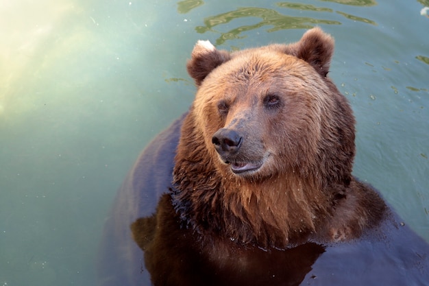 Een beer in de vijver van de volière in de dierentuin