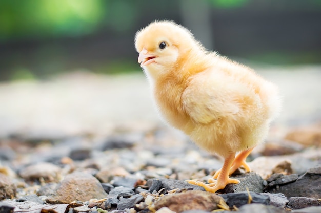 Een beetje kip in de tuin