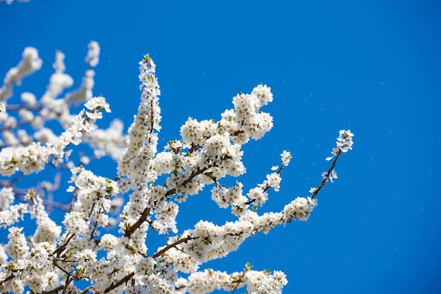 Een beetje kleur toevoegen aan de lente Bijgesneden opname van prachtige bloemen