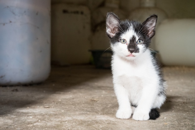 een beetje slechte kattenzitting.