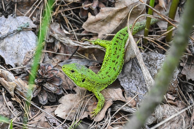 Een behendige hagedis in het wild