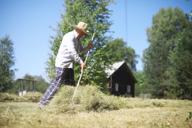 Een bejaarde boer ruimt het gemaaid hooi op Een grijsharige man maait het gras in de wei