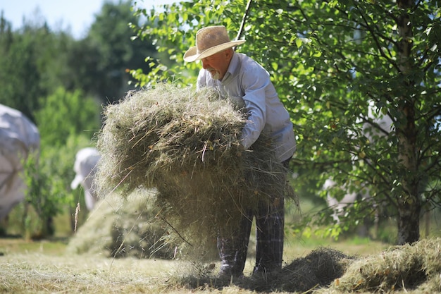 Een bejaarde boer ruimt het gemaaid hooi op Een grijsharige man maait het gras in de wei