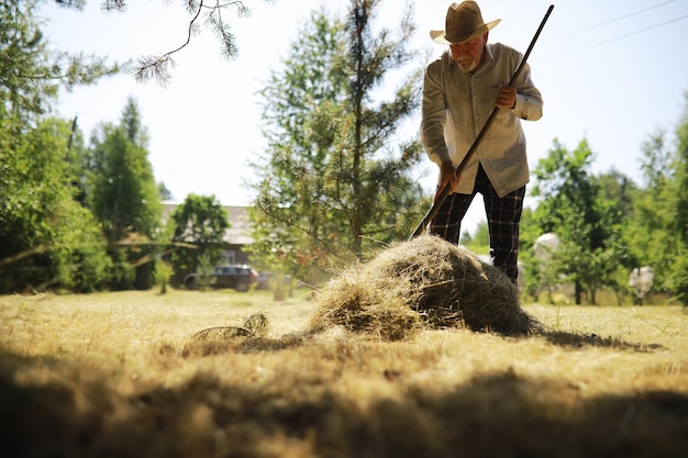 Een bejaarde boer ruimt het gemaaid hooi op Een grijsharige man maait het gras in de wei