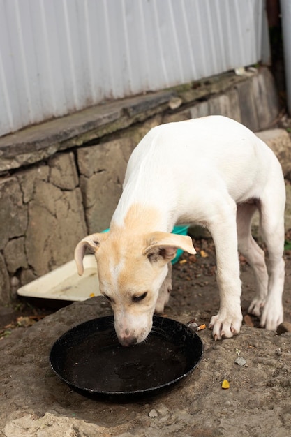 Een bende zwerfhonden. Dakloos dierenprobleem.