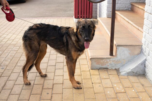 Een bende zwerfhonden. Dakloze hond op straat van de oude stad. Dakloos dierenprobleem.