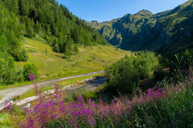 Een bergdal met paarse bloemen op de voorgrond en een rivier op de achtergrond.