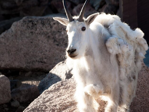 Een berggeit in de Colorado Rockies