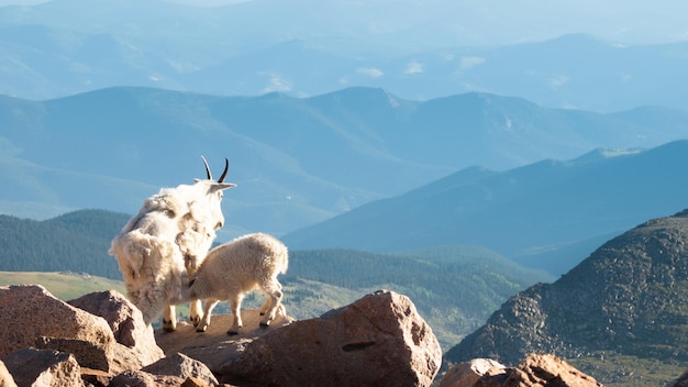 Een berggeit met haar baby in de Colorado Rockies