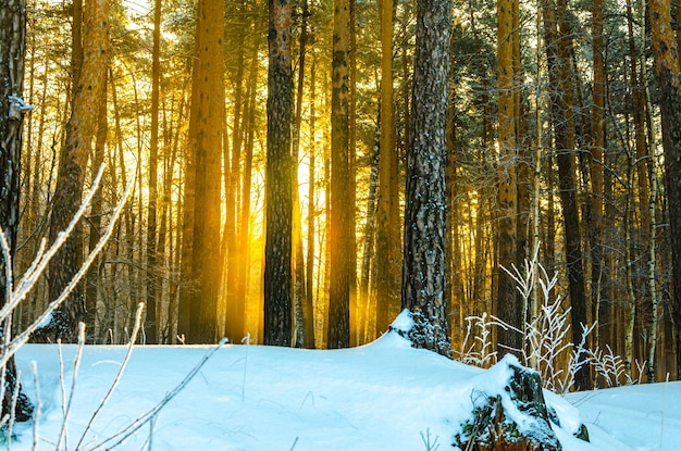 Een besneeuwd bos met de zon die door de bomen schijnt