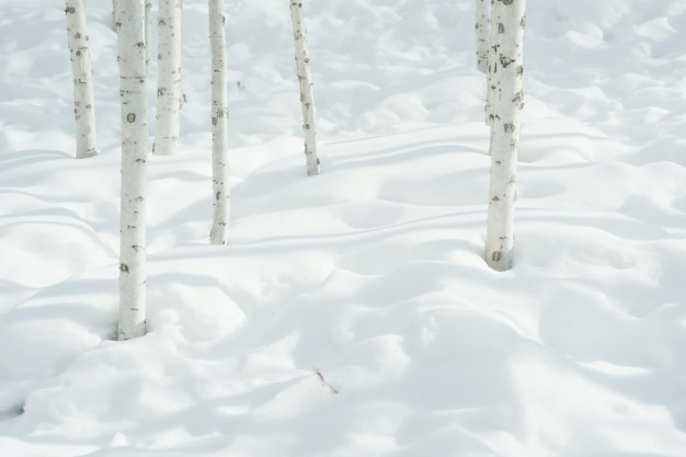 Een besneeuwd bos met witte berkenbomen in de sneeuw.