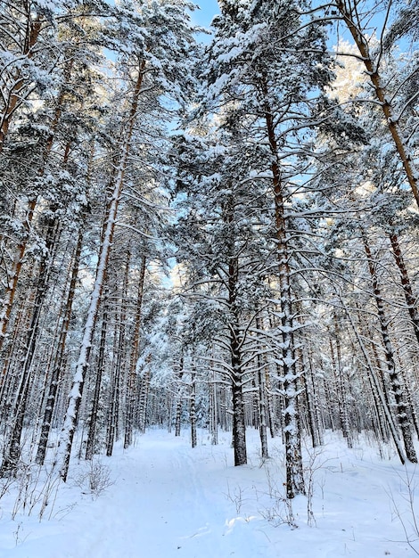 Een besneeuwd park na een sneeuwvalpaden vrijgemaakt van sneeuw sneeuw ligt in een dikke laag op de kale takken van bomen en struiken een ijzige heldere winterdag niemand