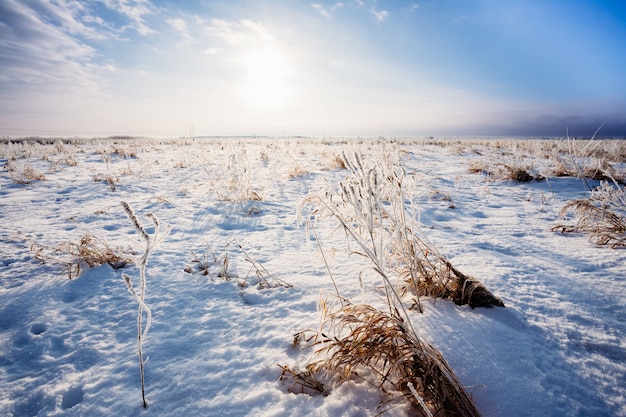 Een besneeuwd veld in de winter met droog gras in de vorst