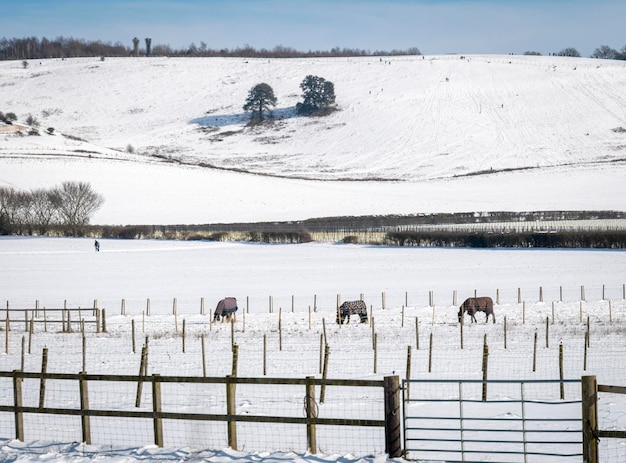 Een besneeuwd winters tafereel op de North Downs, met sleeënde mensen in de verte en paarden op de voorgrond