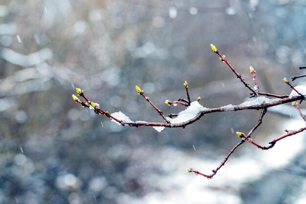 Een besneeuwde boomtak in de winter in het bos op een onscherpe achtergrond