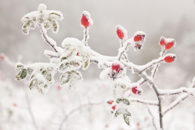 Een besneeuwde tak van een struik met rode bessen.