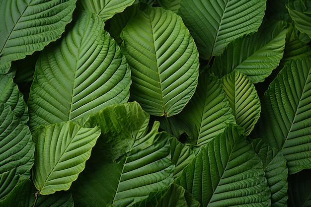 Een betoverende macrobeeld van vers groen kratomblad