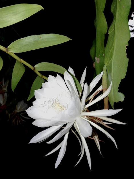 een betoverende nachtbloeiende cereus bloem volledig geopend zacht gloeiend tegen de diepe duisternis