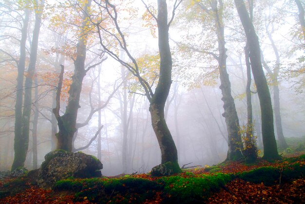 Een beukenbos met herfstkleuren en gehuld in mist