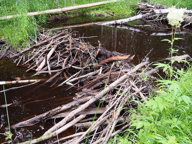 Een beverdam gebouwd door bevers op een rivier of beek. De dammaterialen zijn hout, takken, bladeren