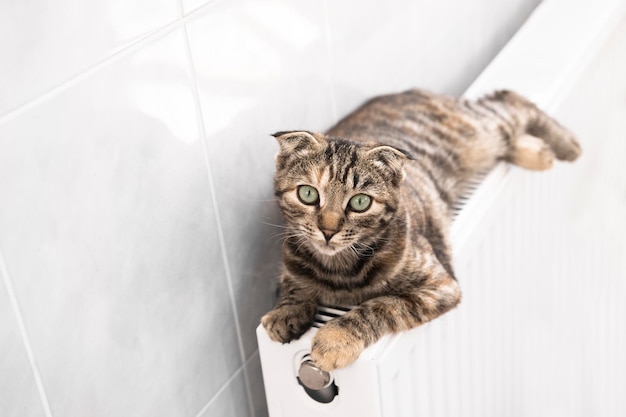 Een bevroren kat wordt binnenshuis verwarmd op een radiator Grappig bovenaanzicht van huisdieren