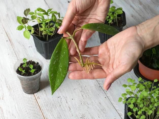 Een bewortelde stek klaar voor opplant. het kweken van kamerplanten.