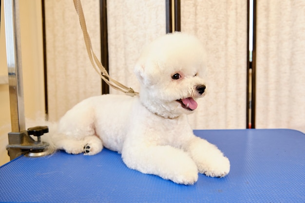 Een Bichon-hond na een knipbeurt in een dierensalon op een trimtafel.