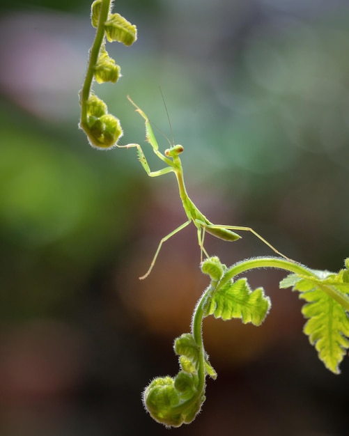 Een bidsprinkhaan zit op een plant met een blad.