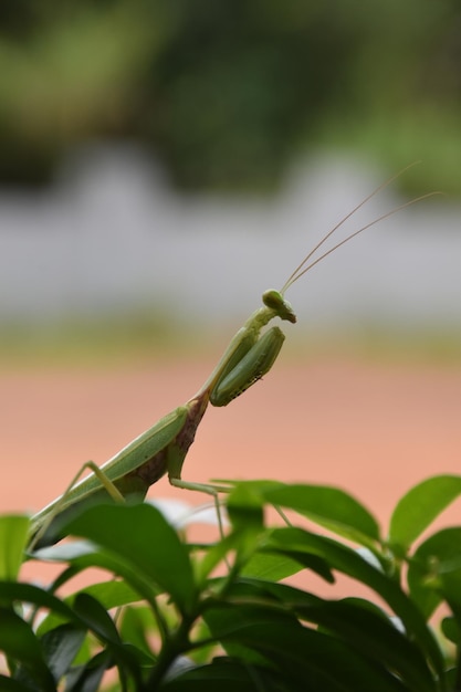 Foto een bidsprinkhaan zit op een plant voor een muur.